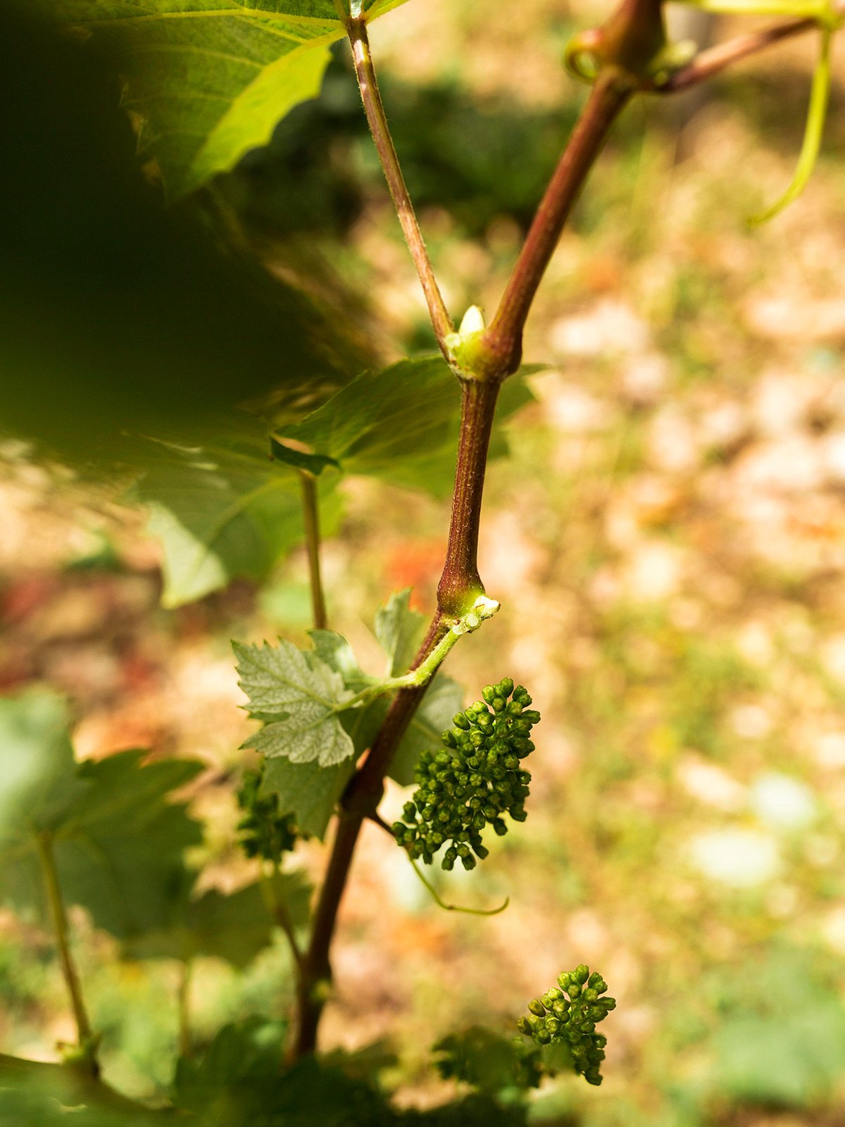 close-up-piccola-uva-acerba